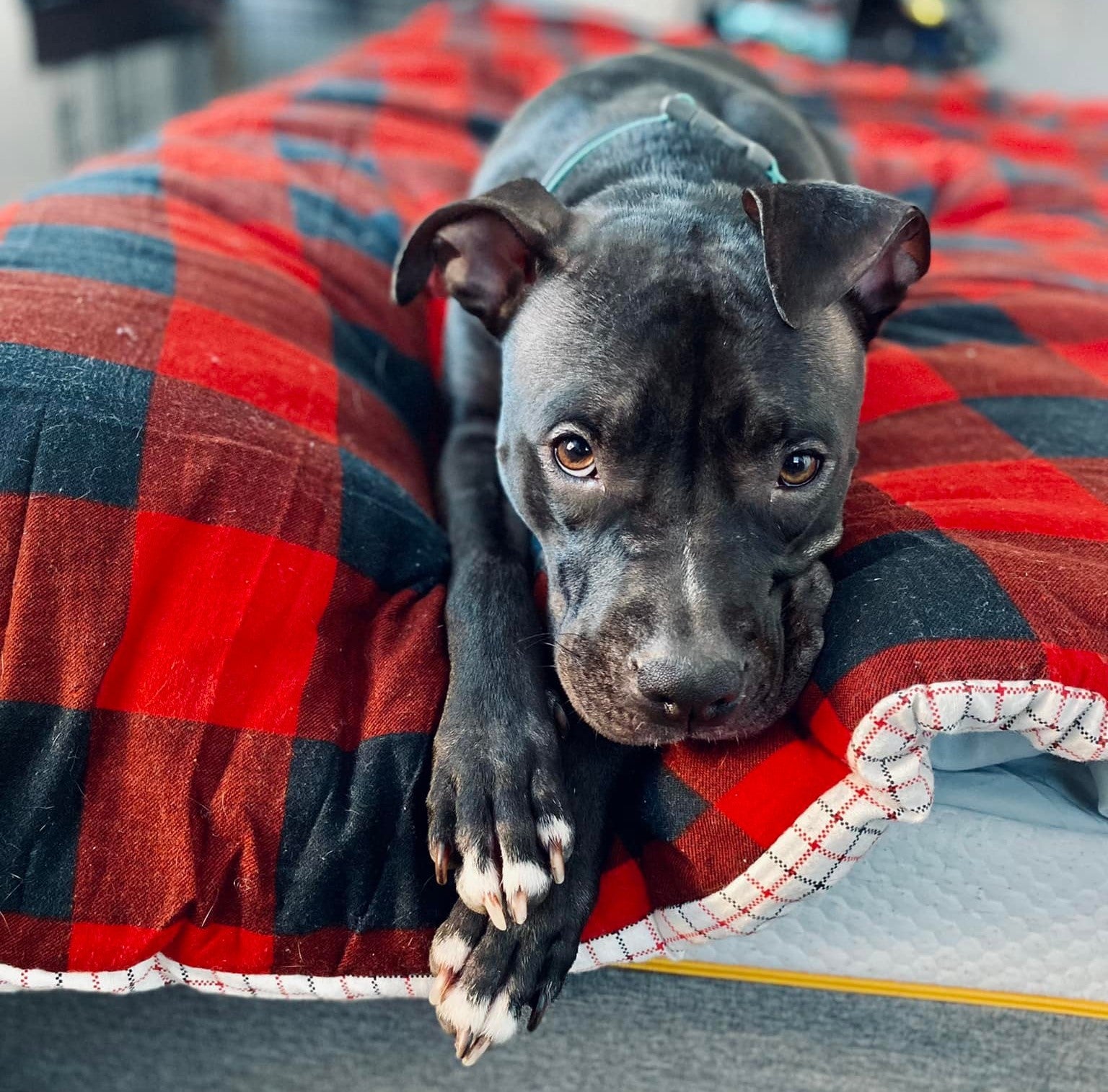 Pitbull dog