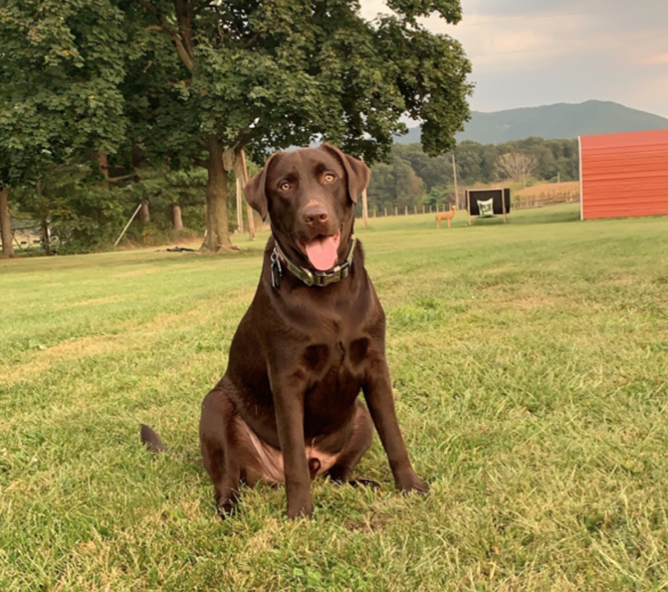 Chocolate lab dog beau