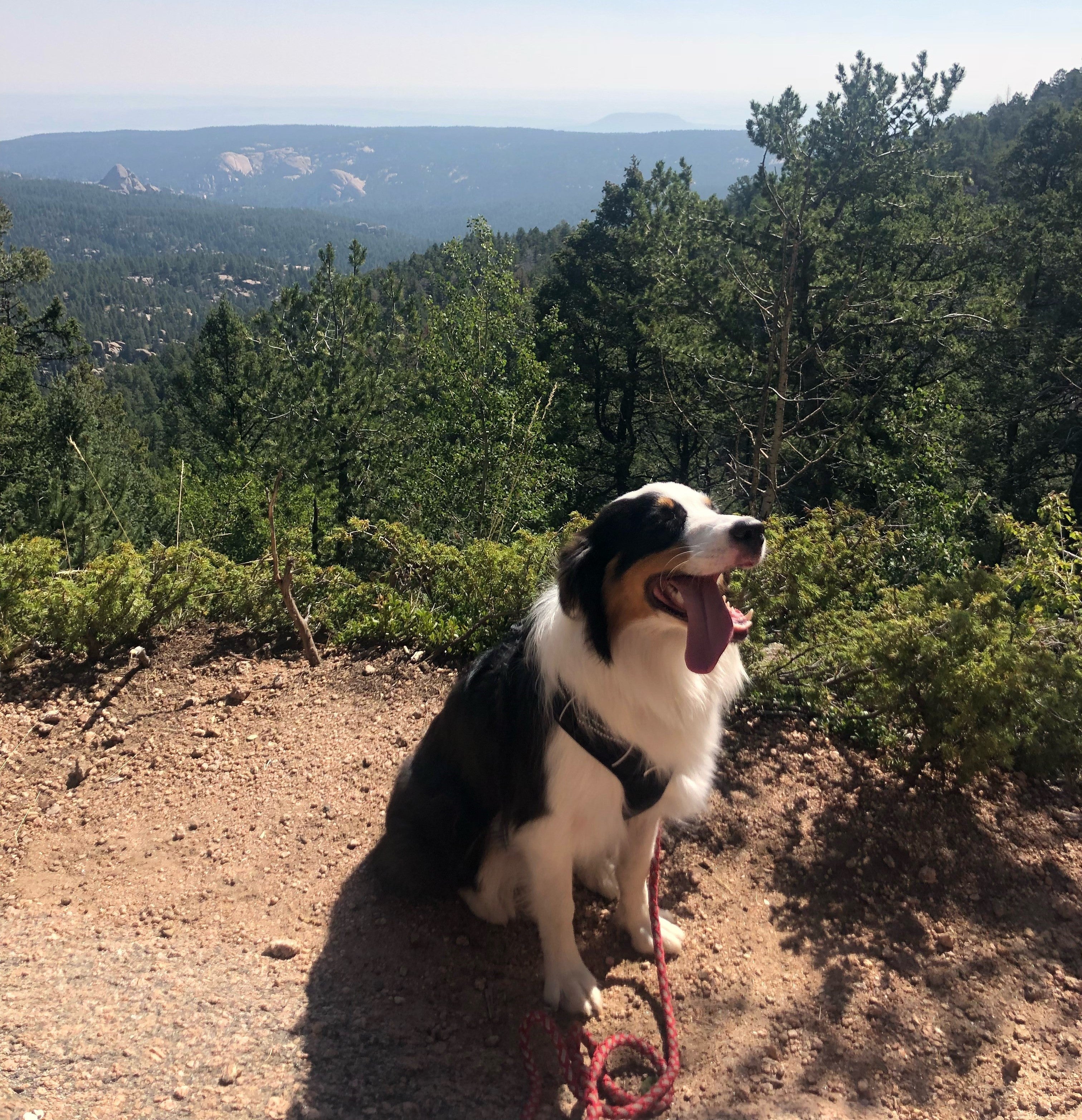 Cleo dog hike