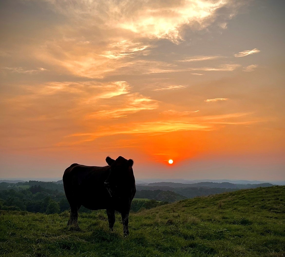 Cattle sunset west virginia