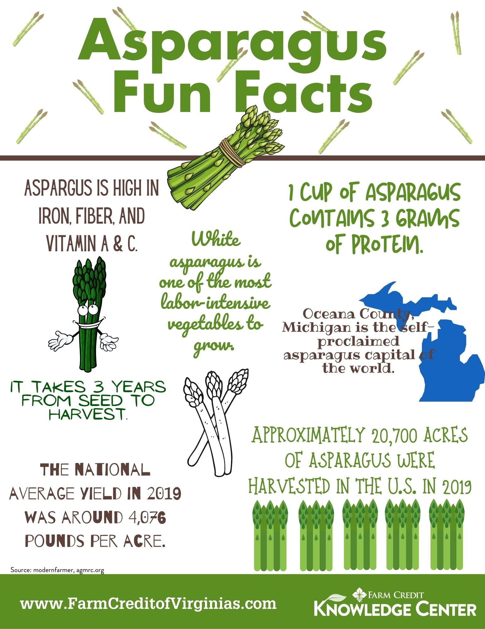 How to grow asparagus for asparagus farms