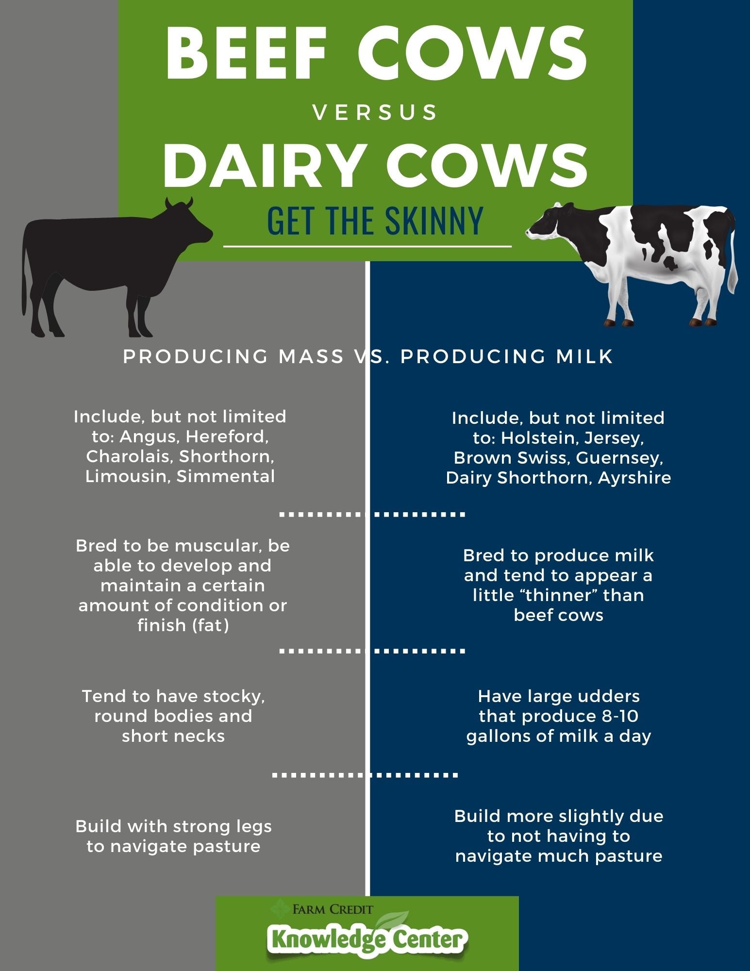 beef cow vs. dairy cow comparison infographic of dairy cows.
