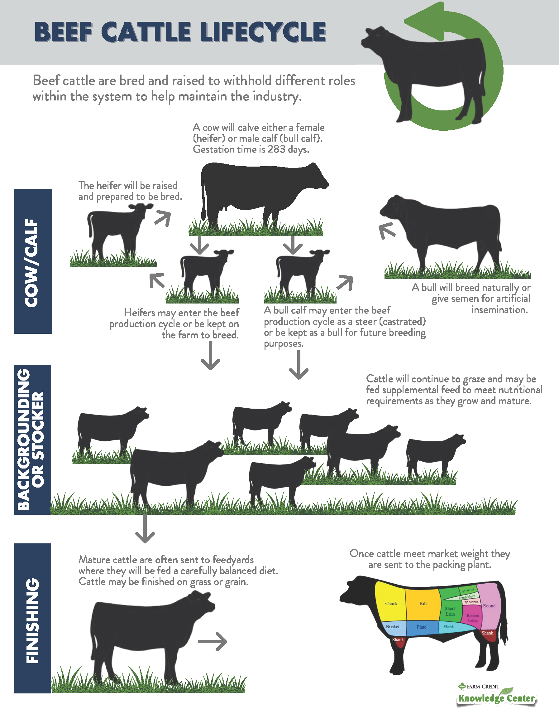 Beef cattle lifecycle infographic