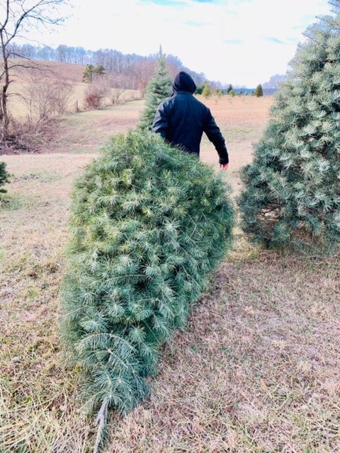 Man dragging chopped down Christmas tree