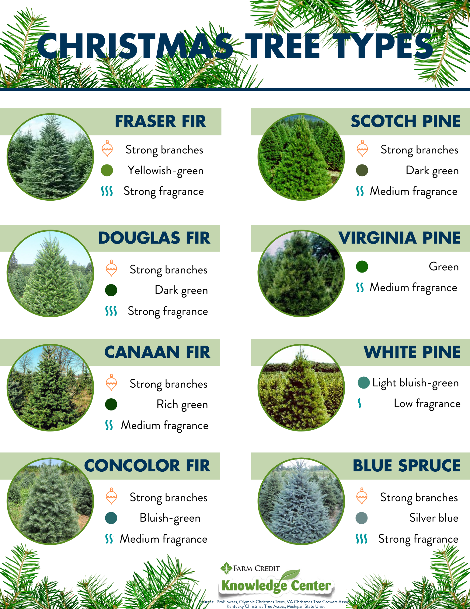 Christmas tree types infographic