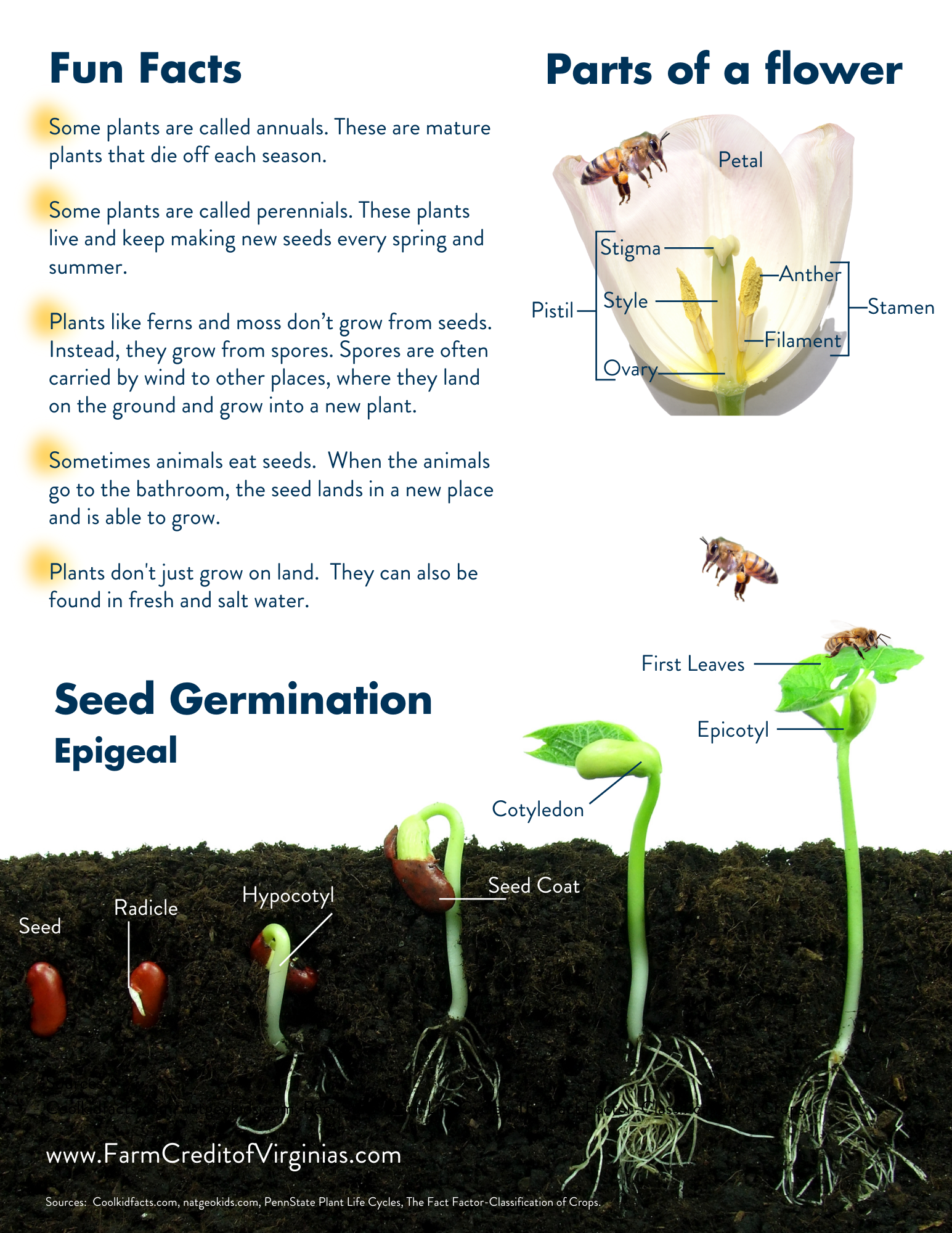 Life Cycle Of A Plant Farm Credit Of The Virginias