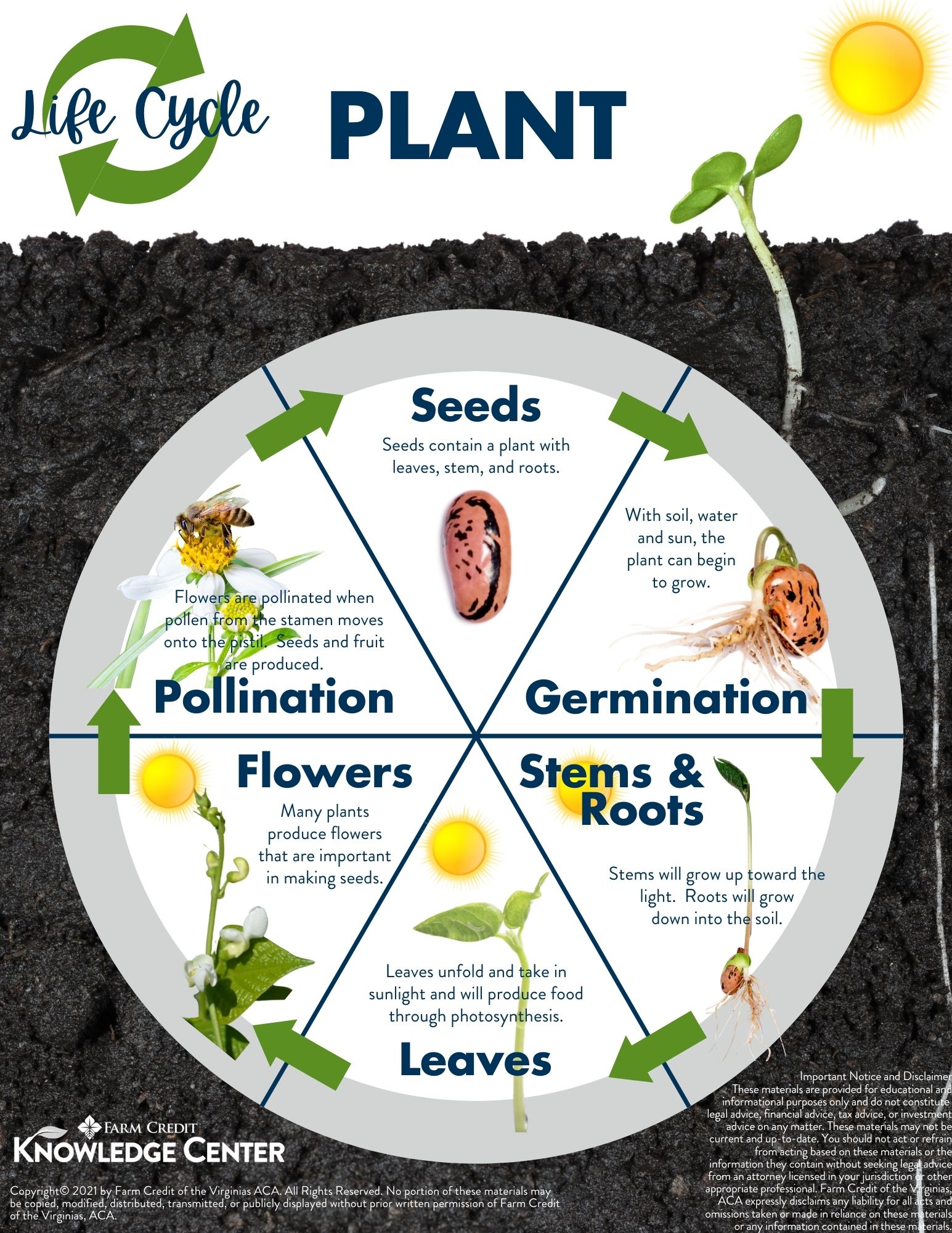  infographic of the life cycle of a plant or plant life cycle