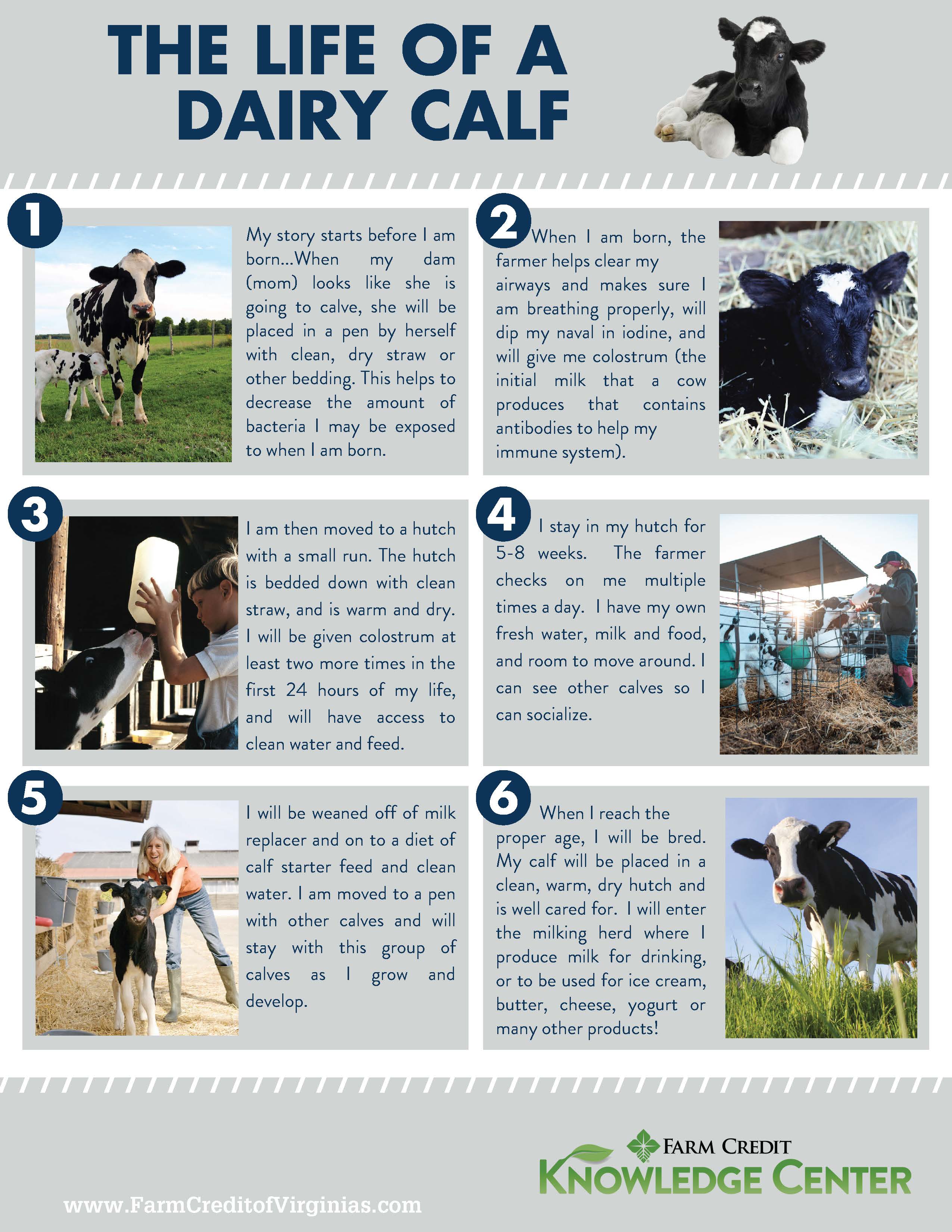 Life of a dairy calf infographic
