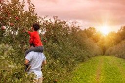 Apple Picking