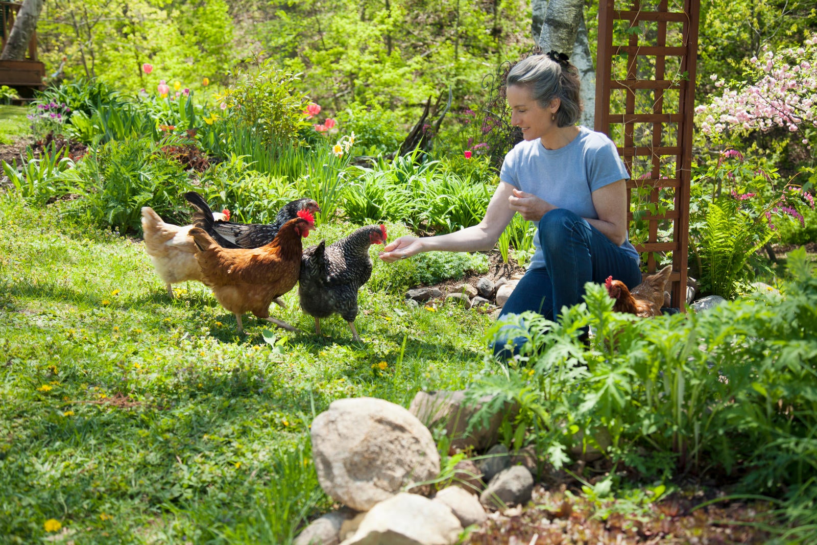 chickens near landscaping