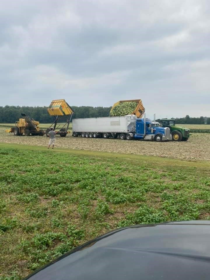 Picture of corn harvest in the field.