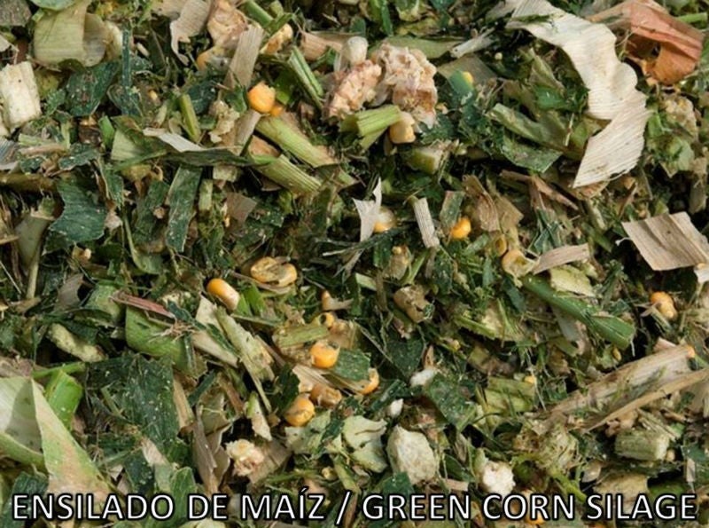 Image of corn silage.
