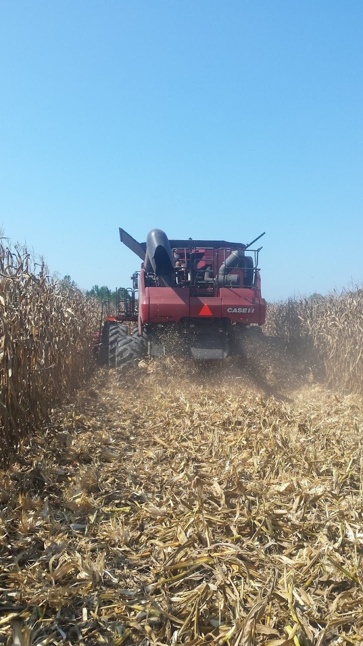 Image of corn harvest.