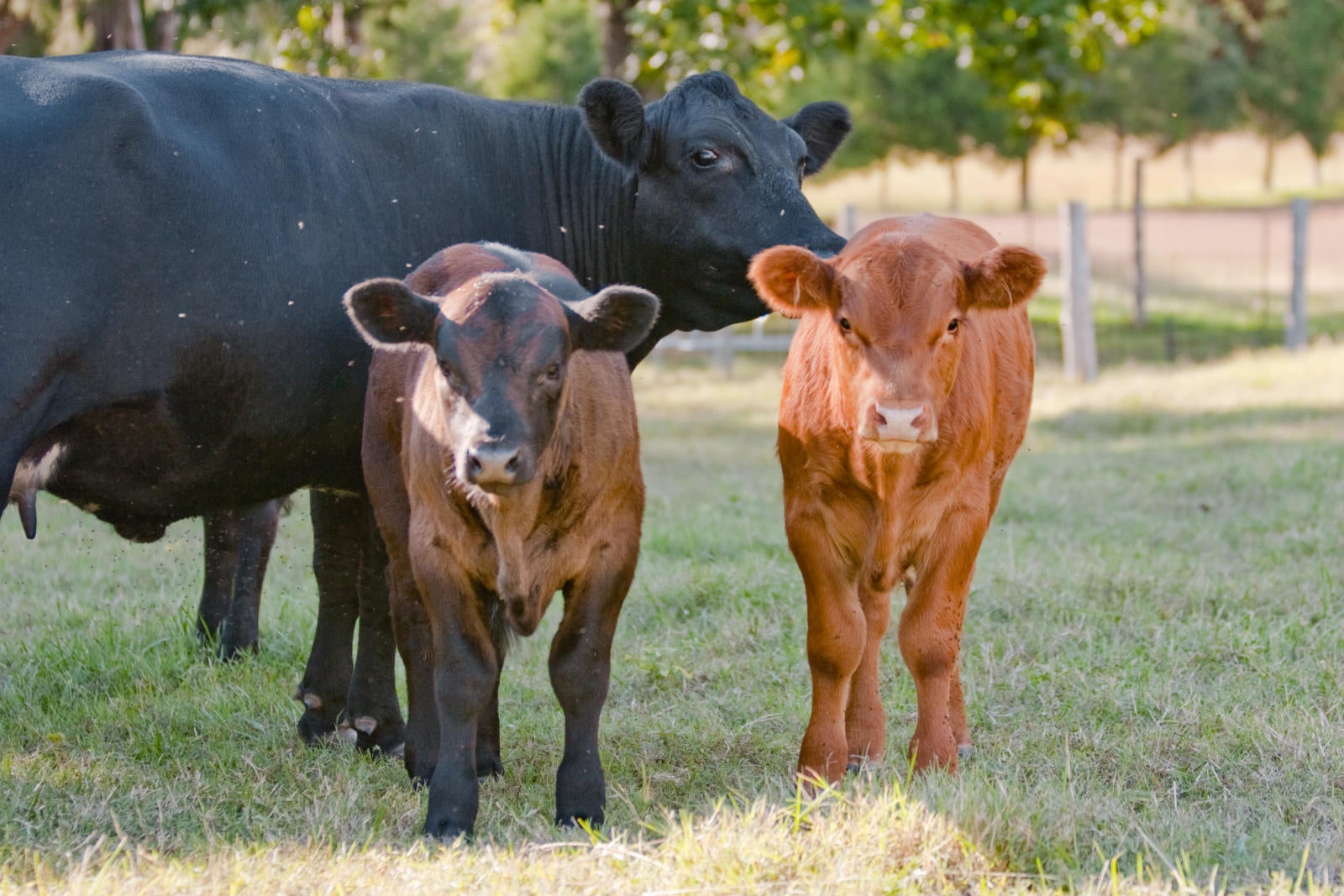 Image of beef cattle production and the beef cattle lifecycle as part of animal agriculture