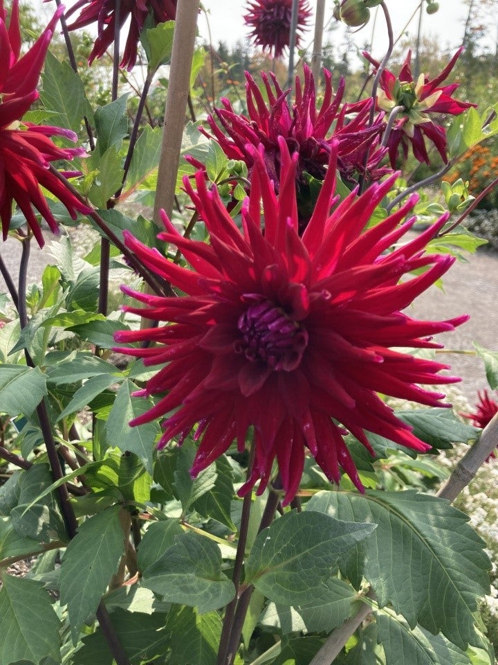 picture of a dicot flower
