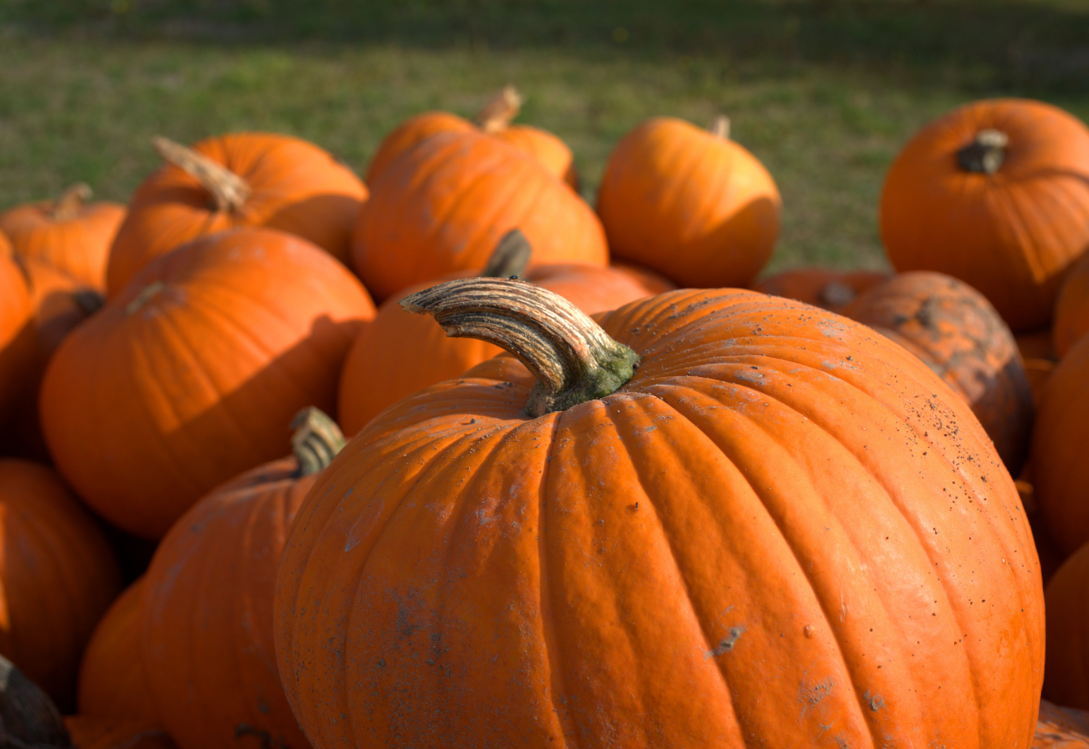 image of pumpkins