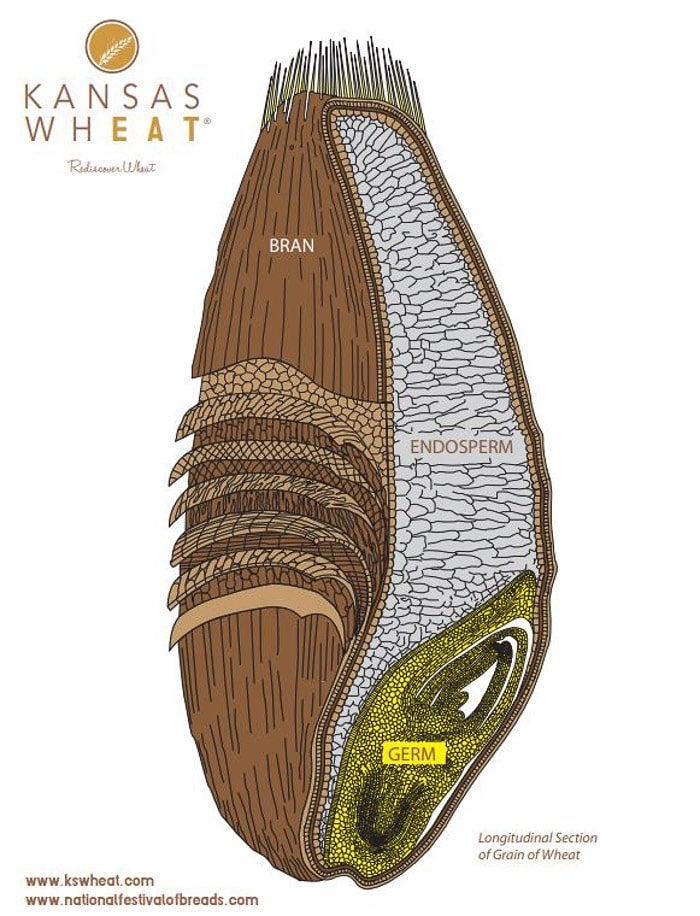 kernel of wheat
