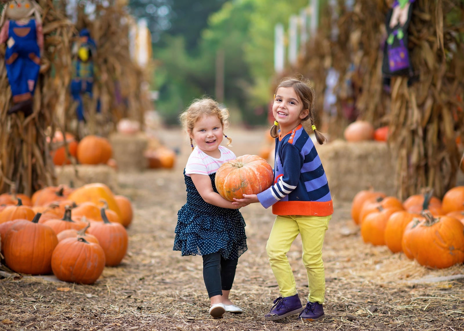 Pumpkin picking