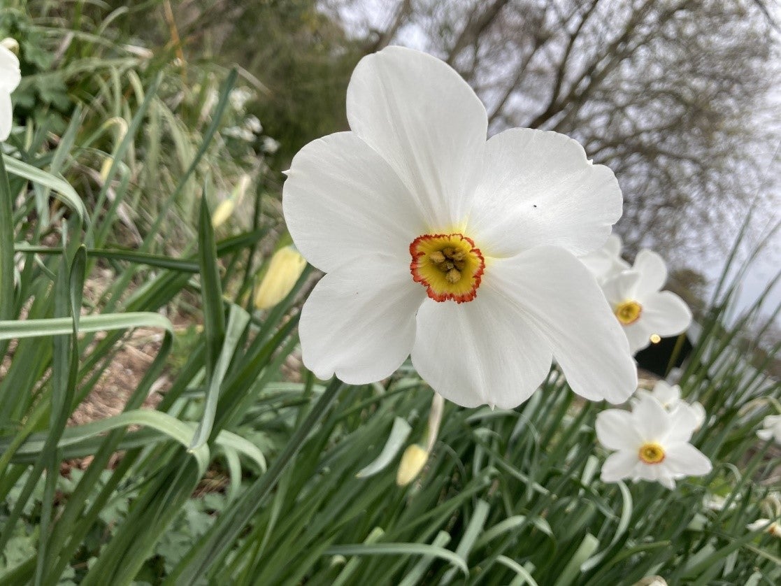 picture of a tulip