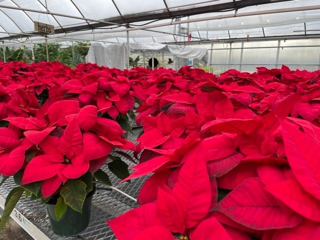 image of red poinsettias in a greenhouse