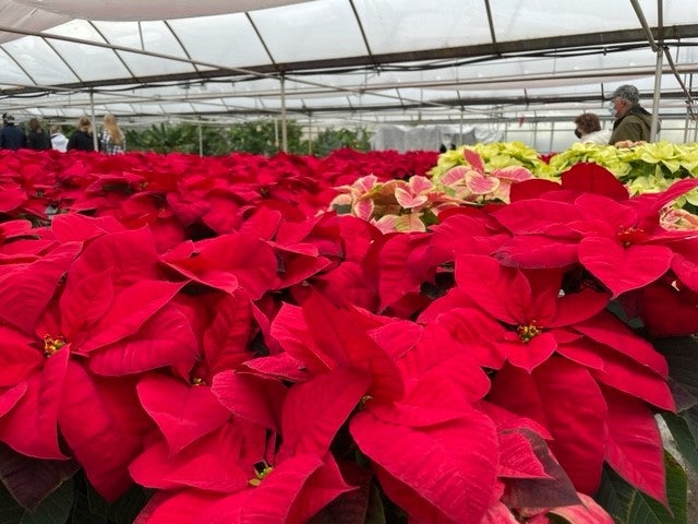 image of poinsettias