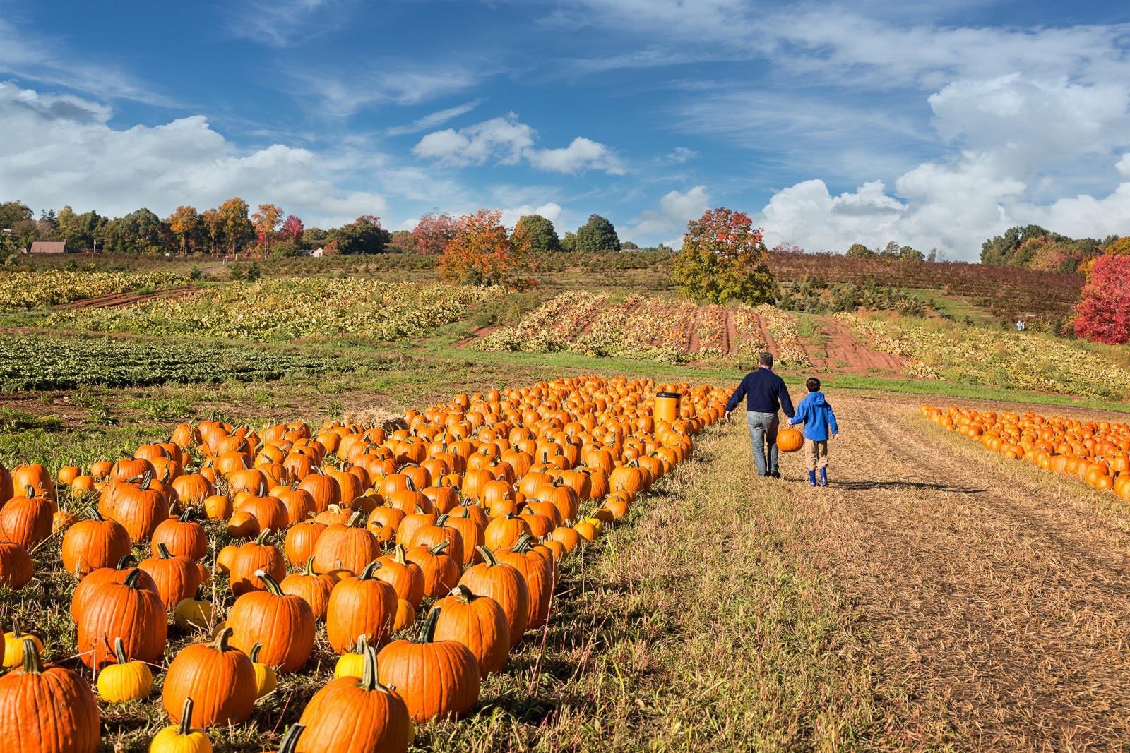 Pumpkin field