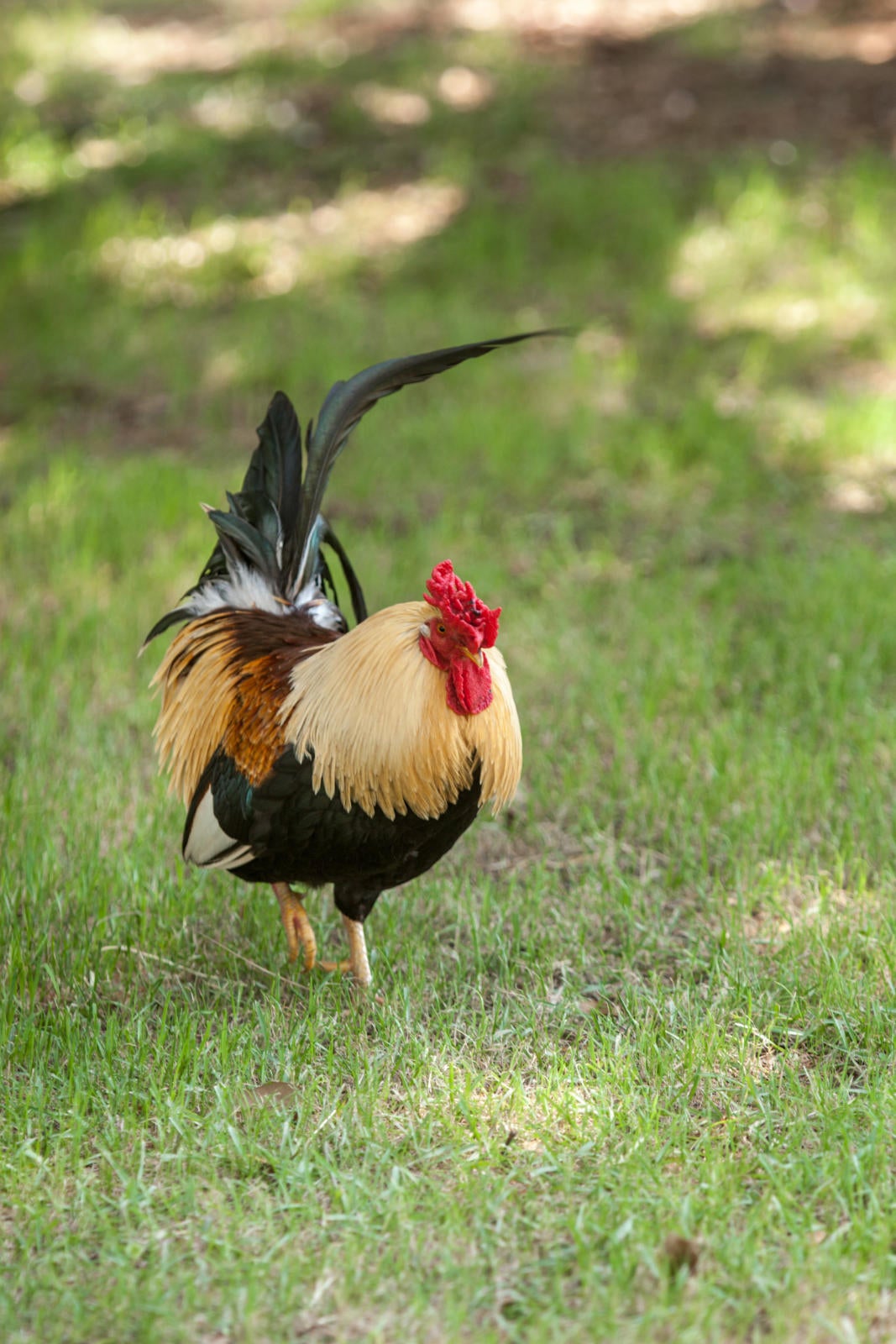 rooster