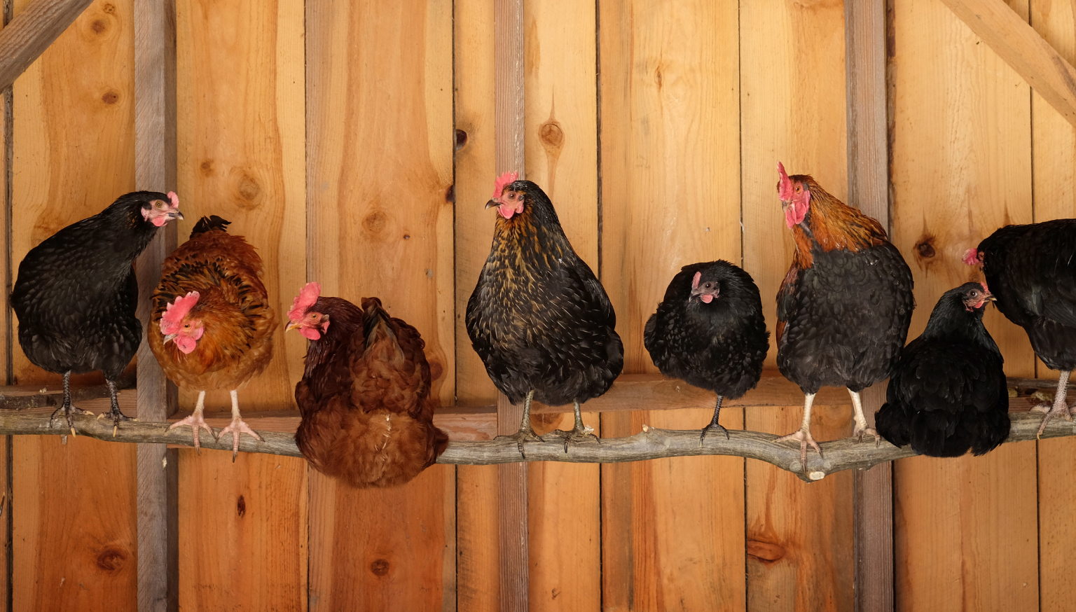 roosting
