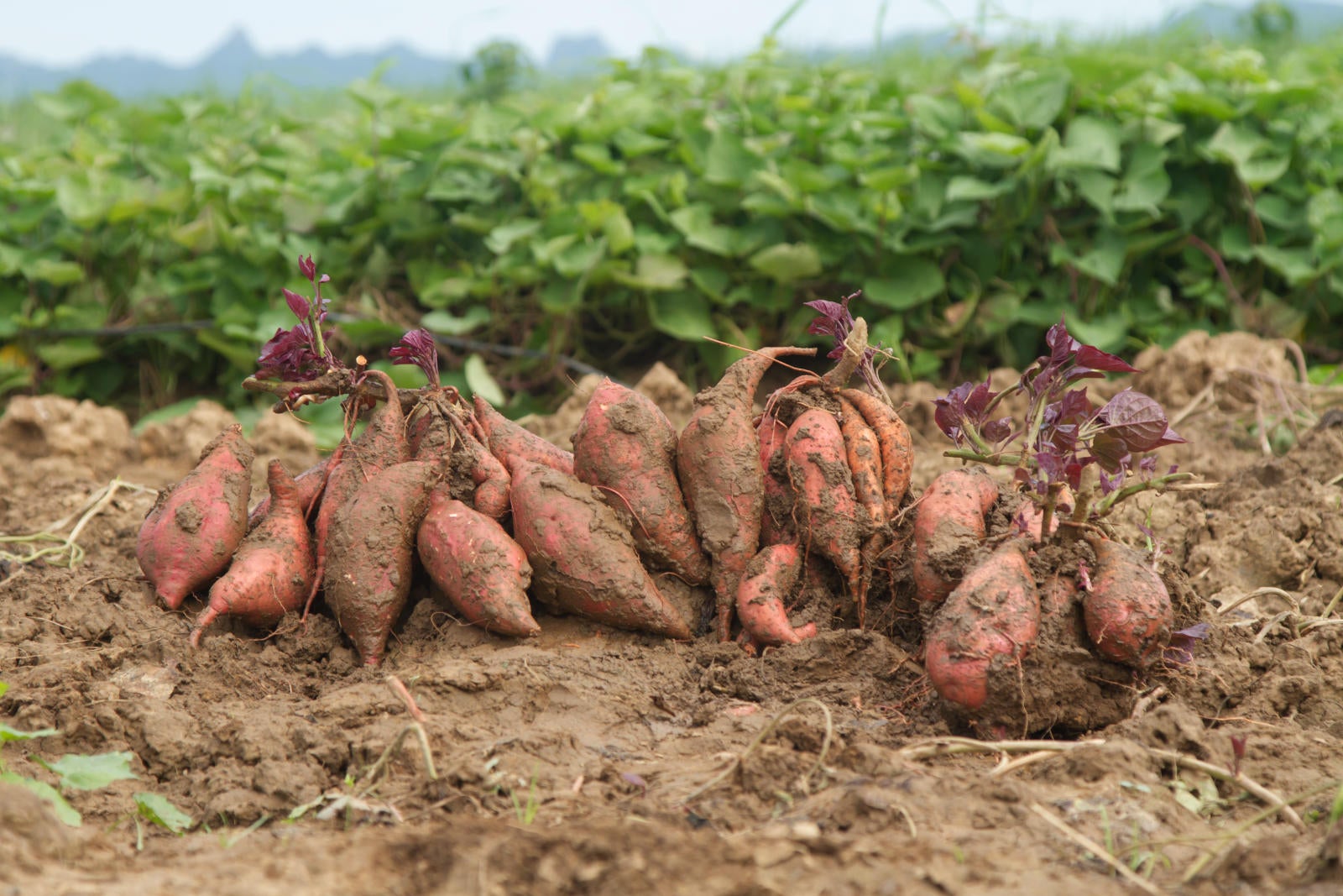 Sweet potatoes in field