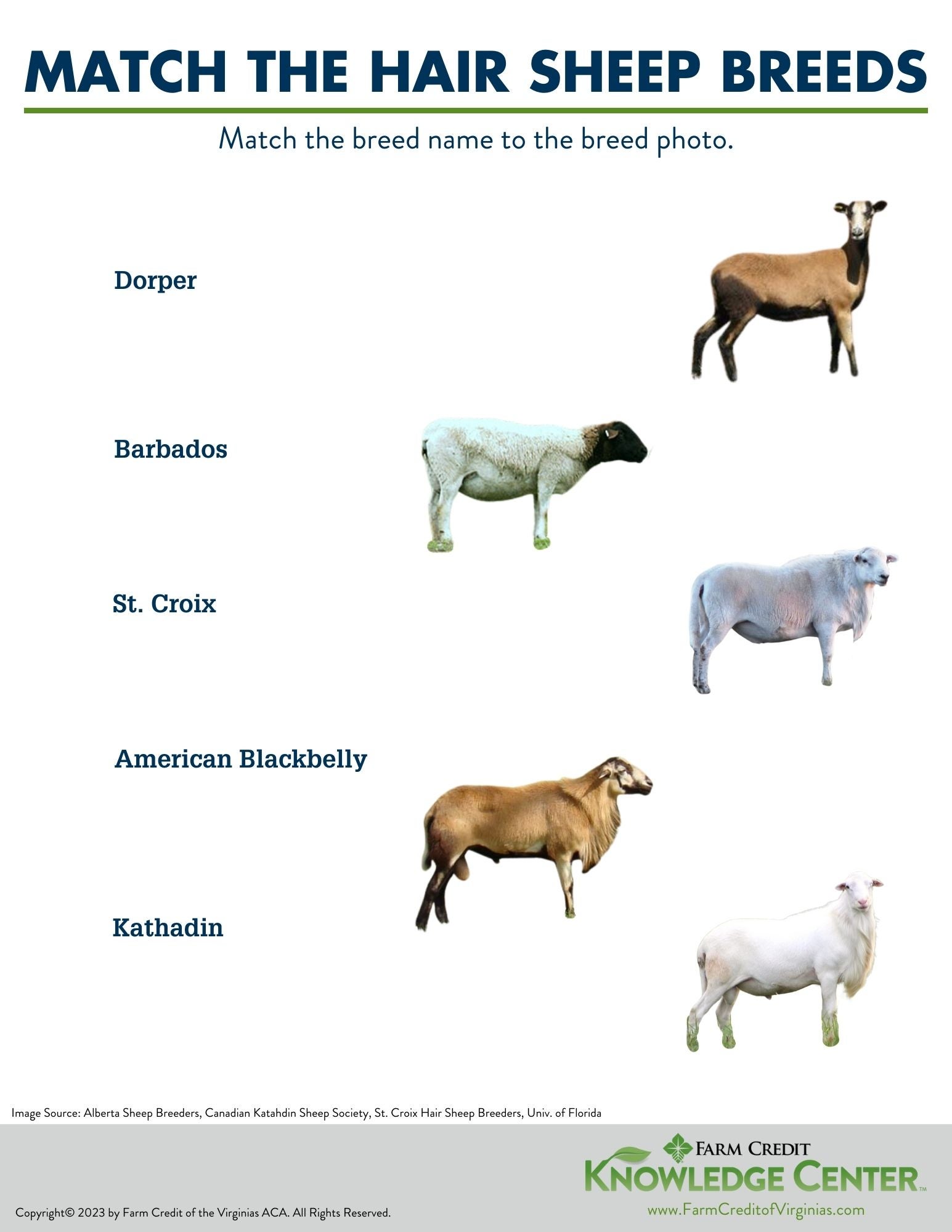 hair sheep worksheet