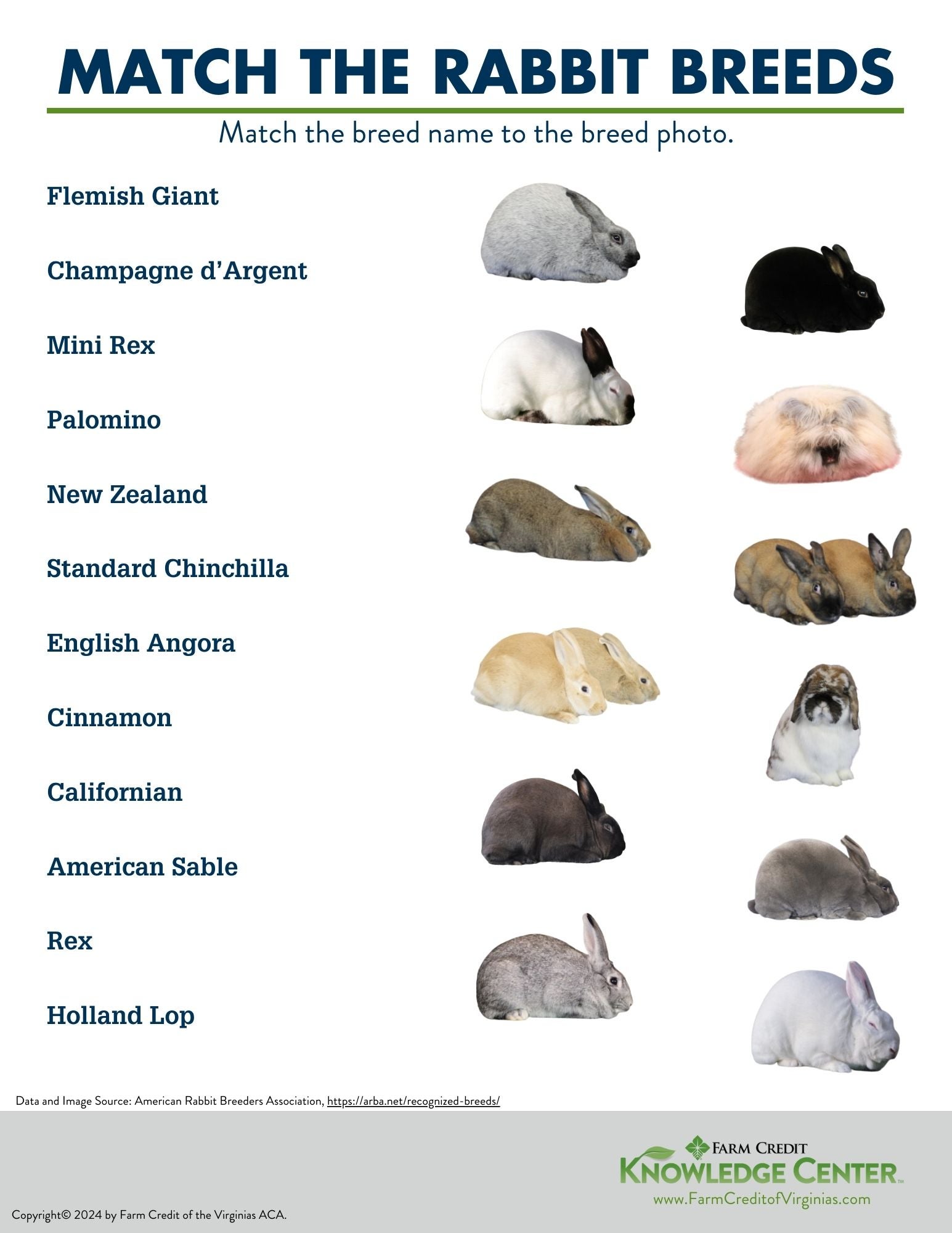 rabbit breed worksheet