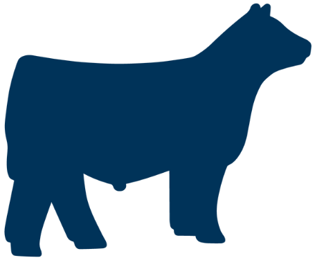 image of beef cattle