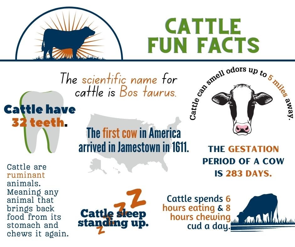 Fun facts about cattle infographic