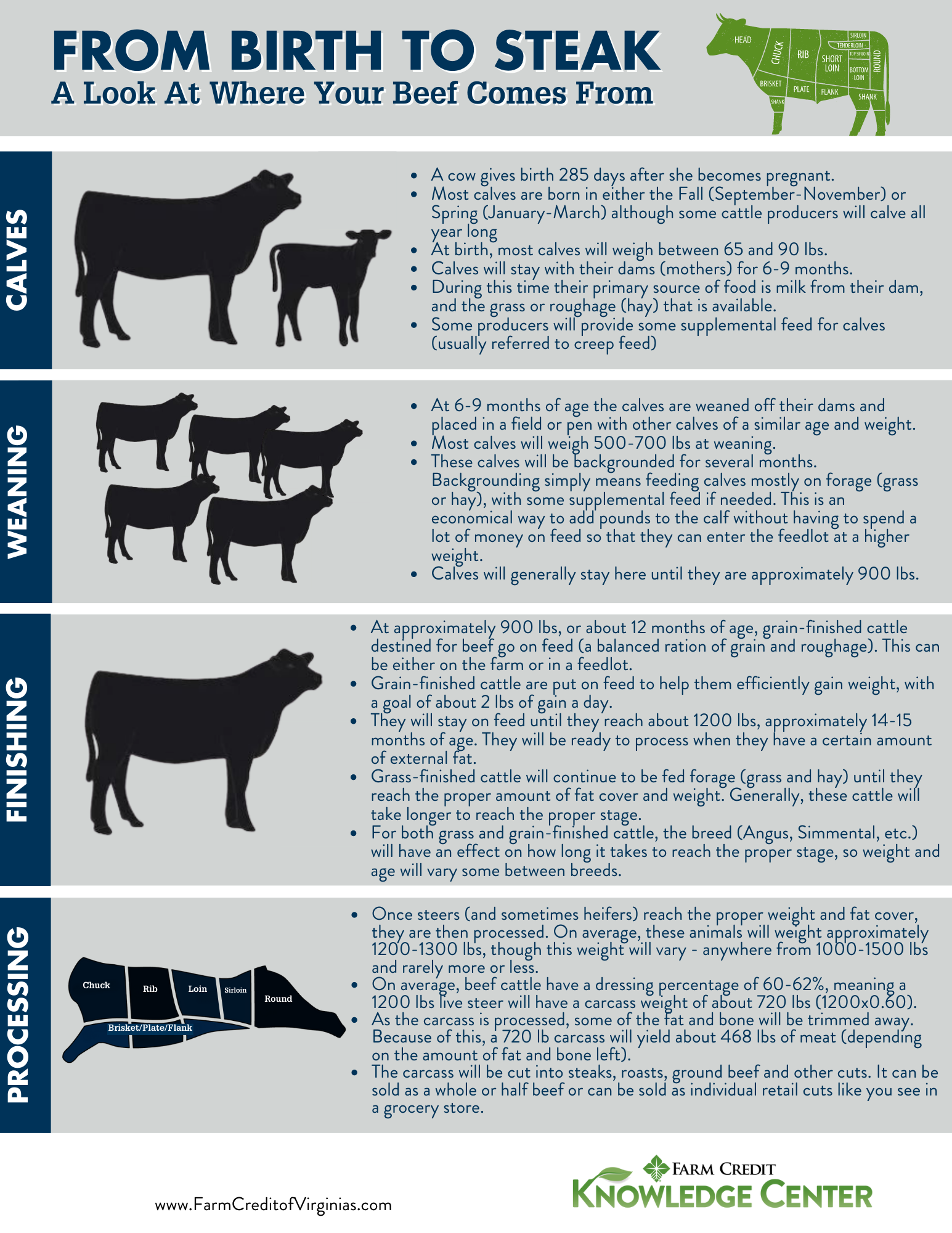 From birth to steak cattle lifecycle