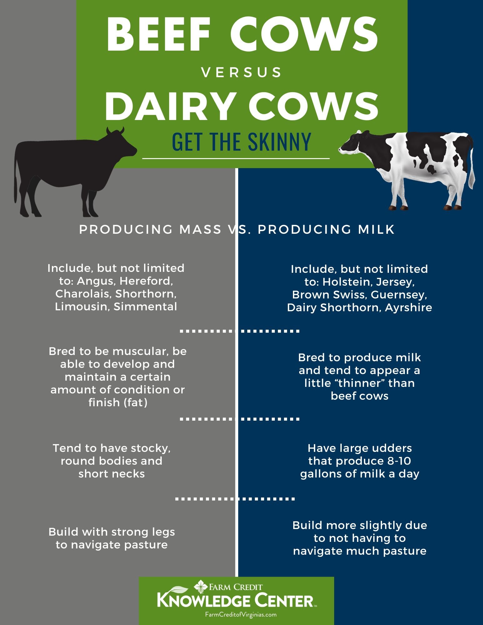 Beef Cow vs. Dairy Cow Infographic showing the difference between the two cattle types.