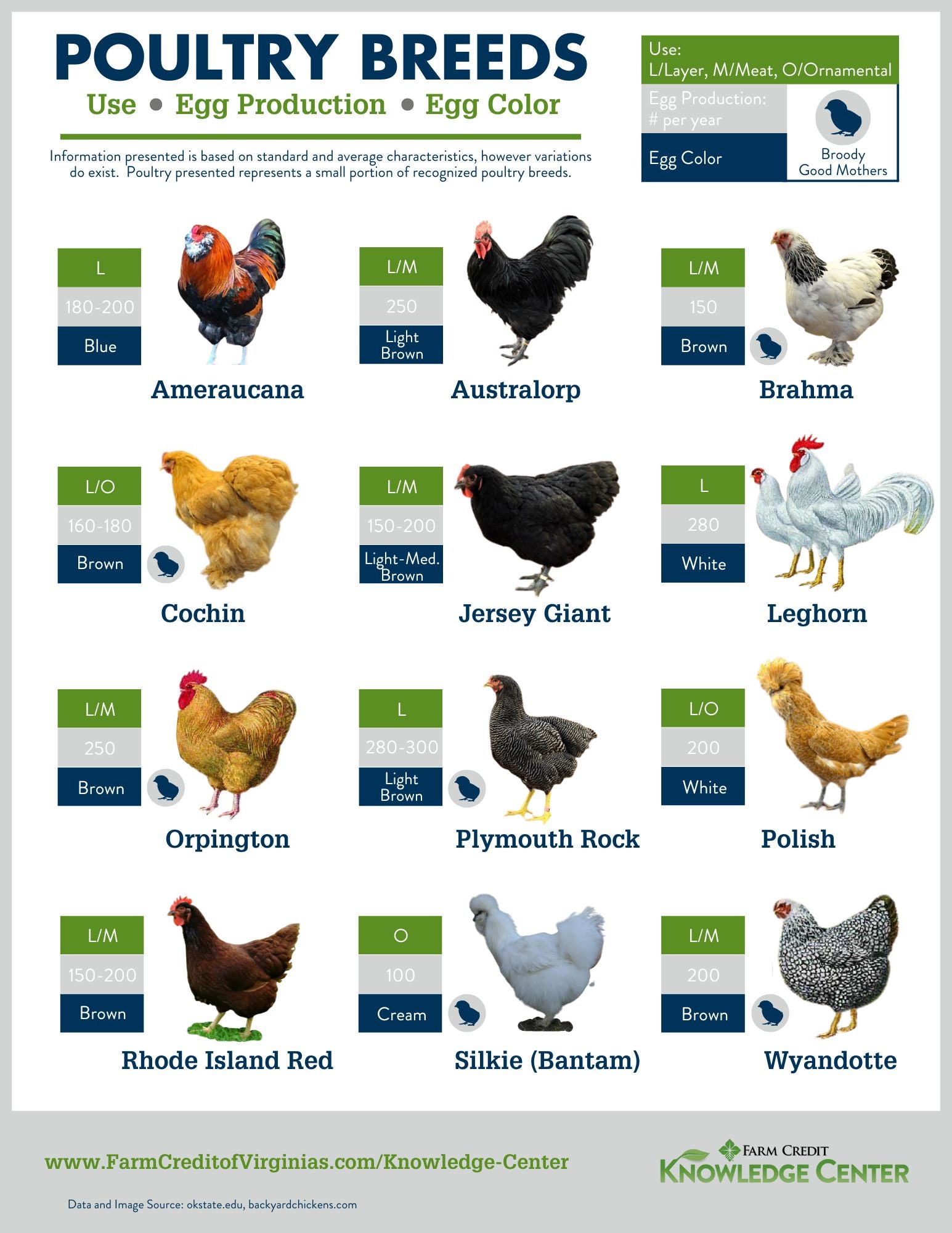 Keeping chickens and breeds of chickens infographic