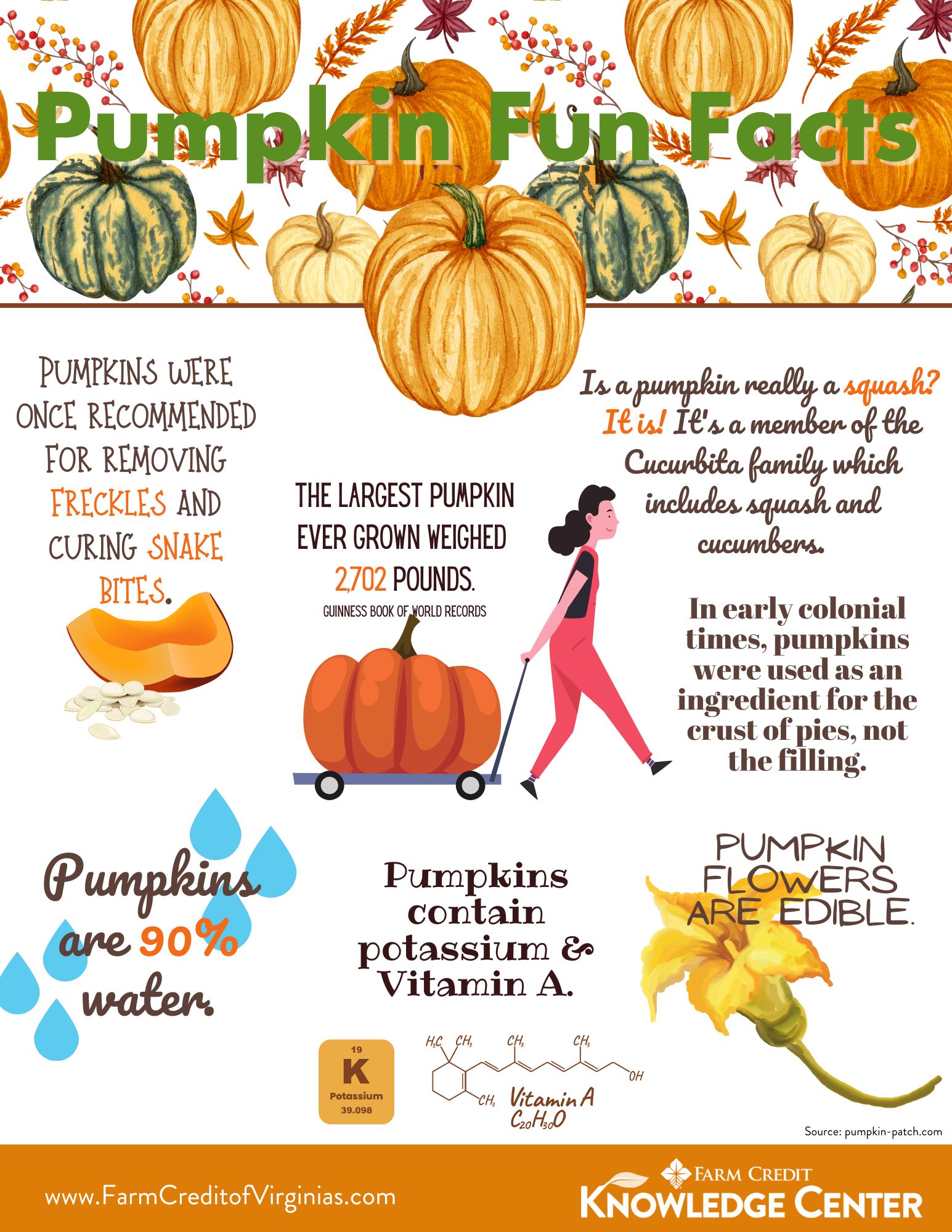 Pumpkin fun facts infographic