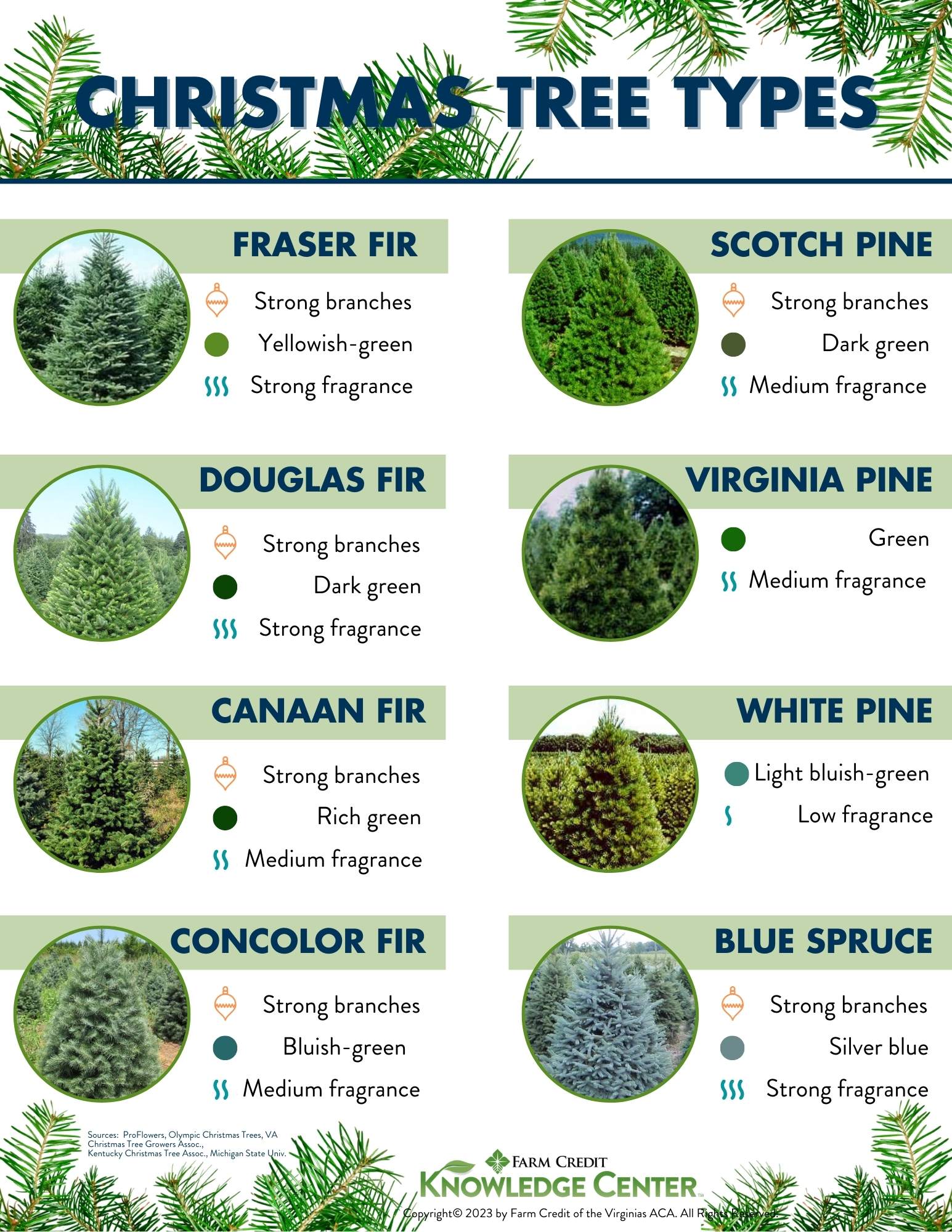 Christmas Tree Types Infographic