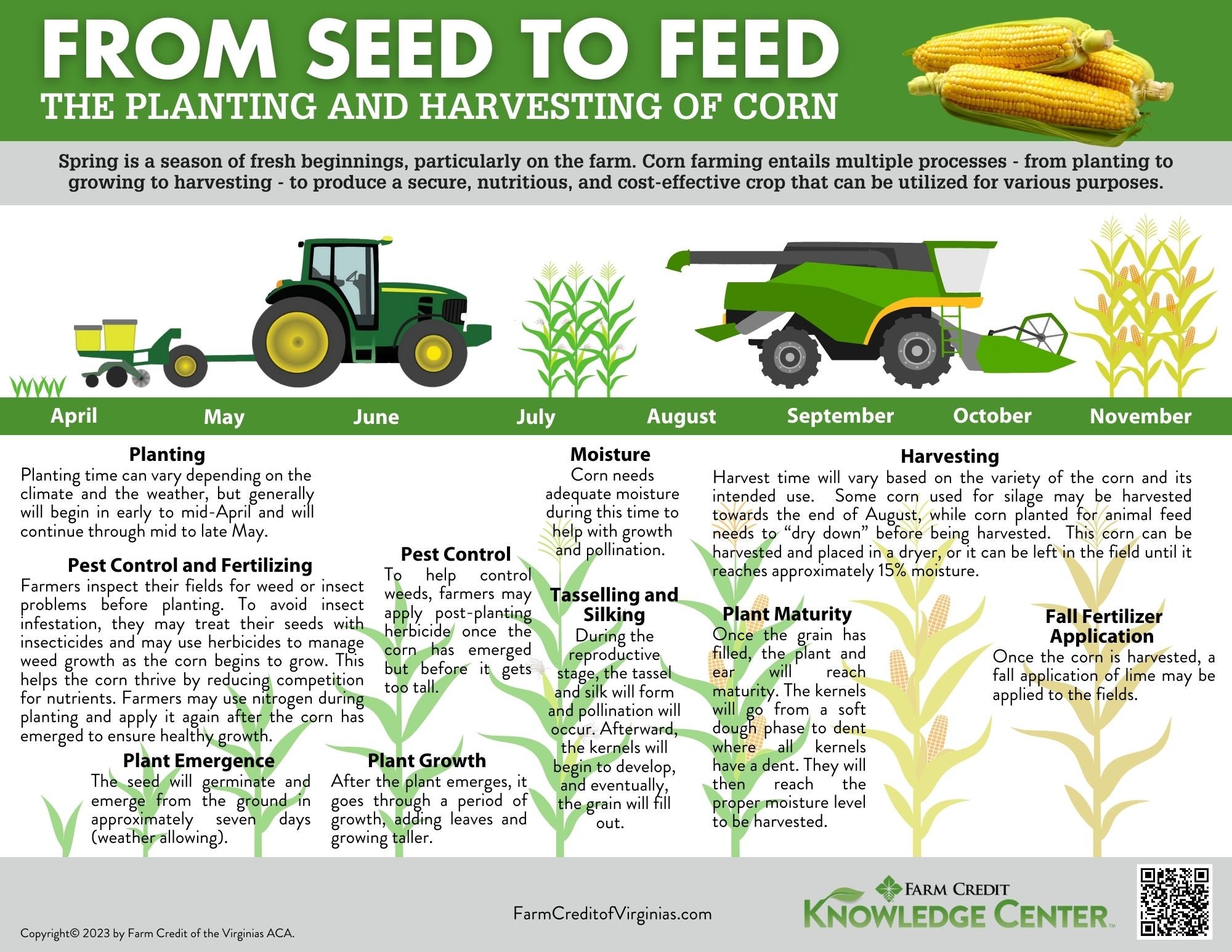 From seed to feed corn crop infographic