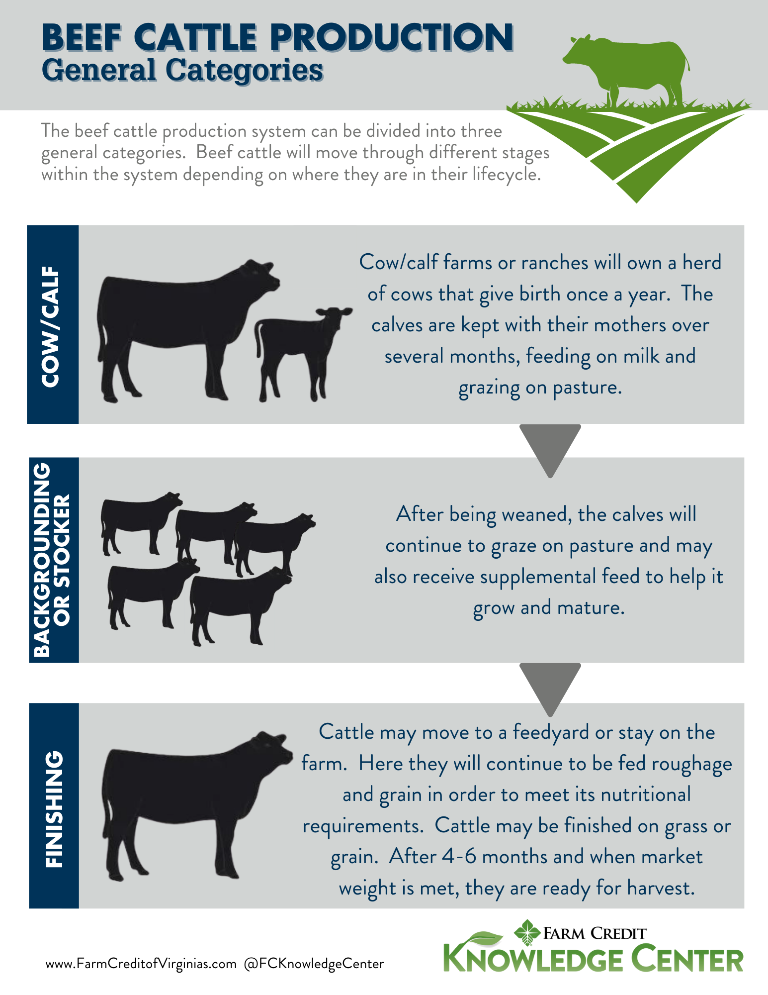 image infographic of animal agriculture, beef cattle production and the beef cattle lifecycle