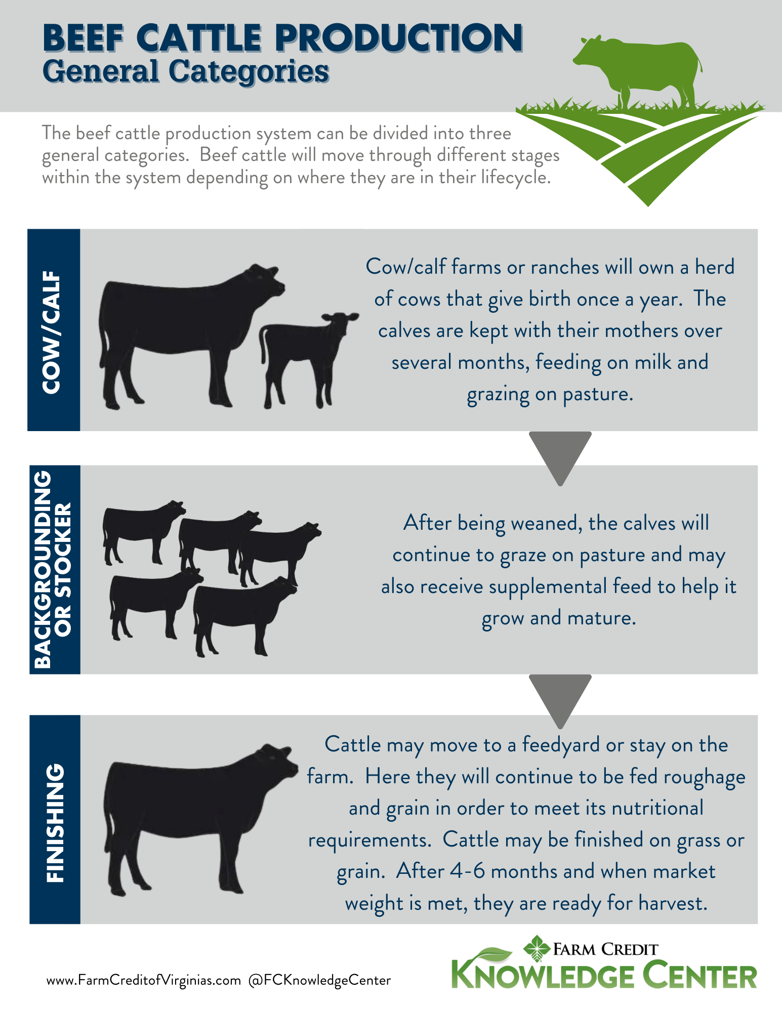 Major Production Constraints of Cattle