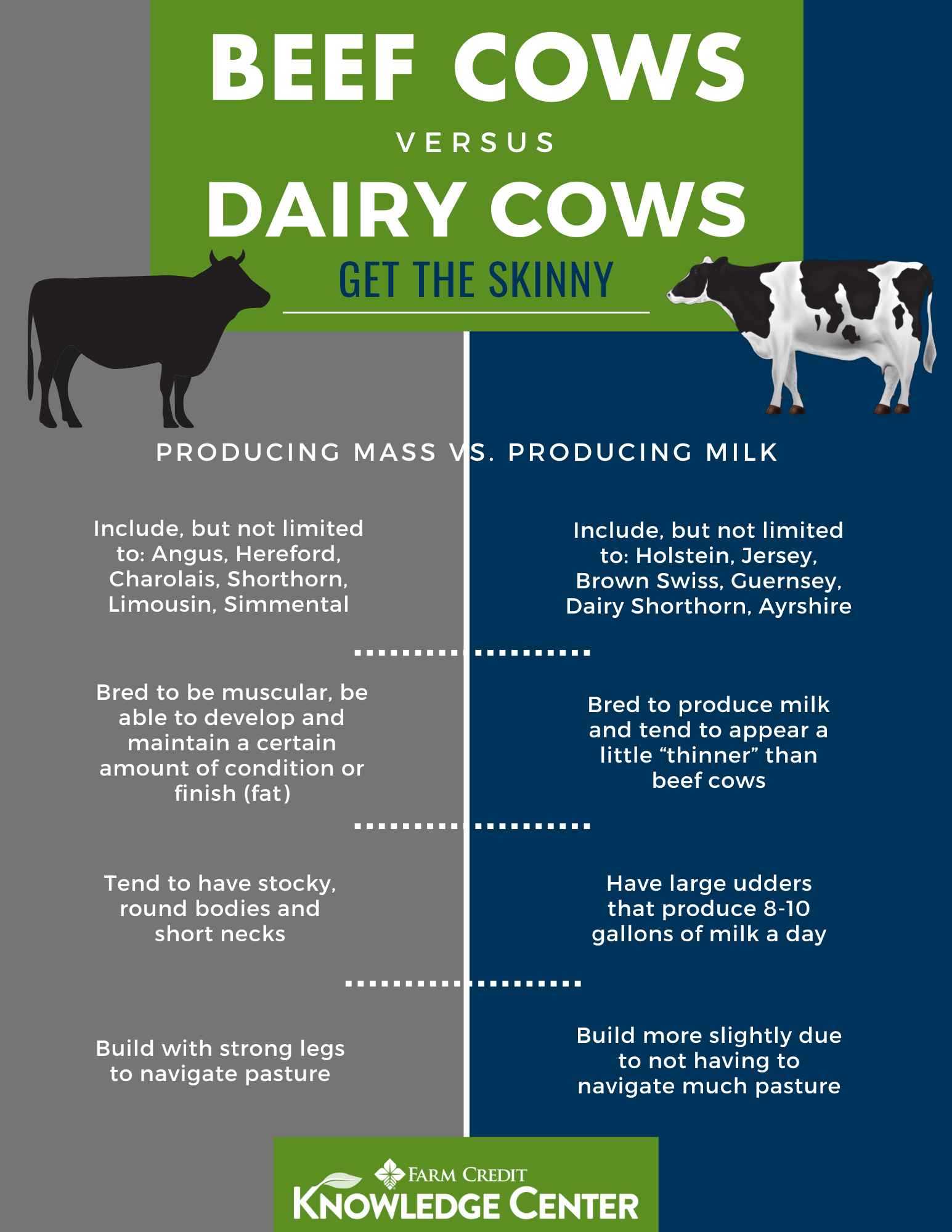 Beef cows vs. dairy infographic