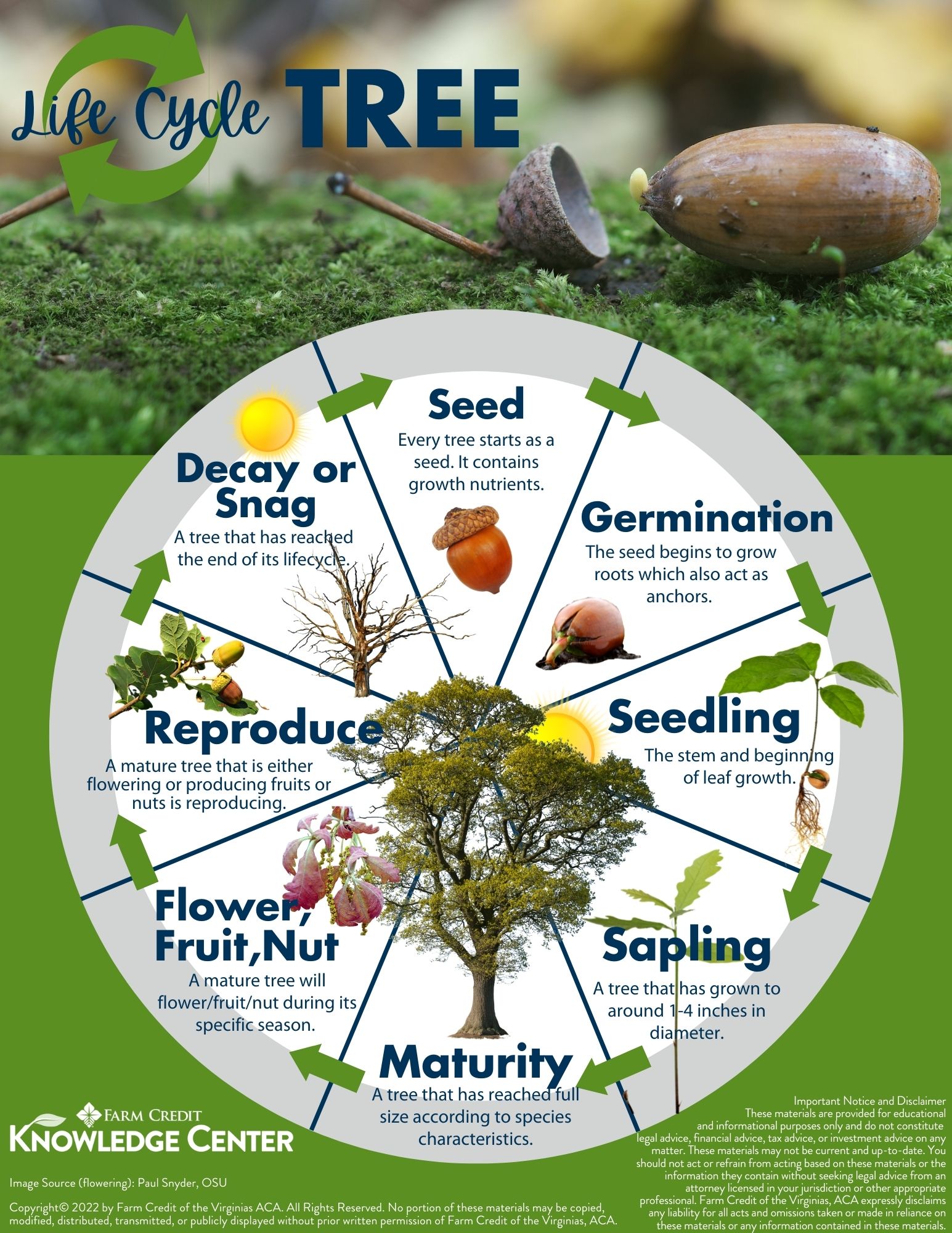 Life Cycle of a Tree Infographic