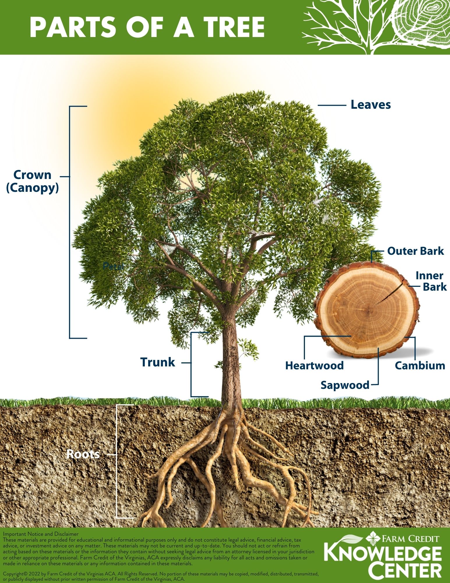 Parts of a Tree Infographics