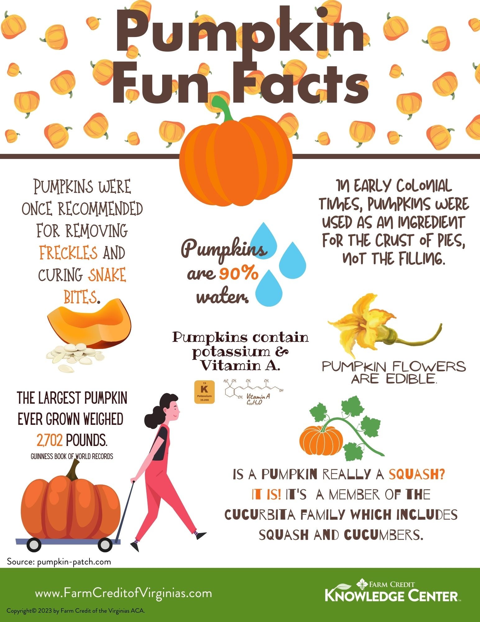 Infographic of pumpkin facts