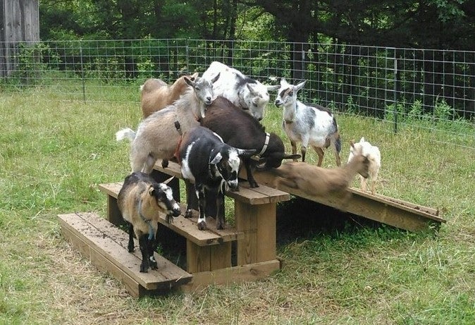 Best goats for milk and goat cheeses and milk goats