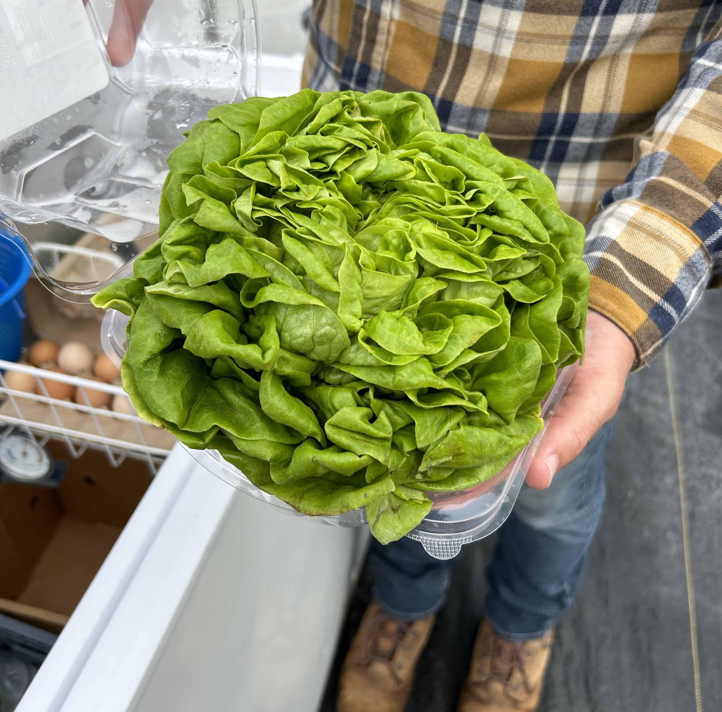 Green butter lettuce production