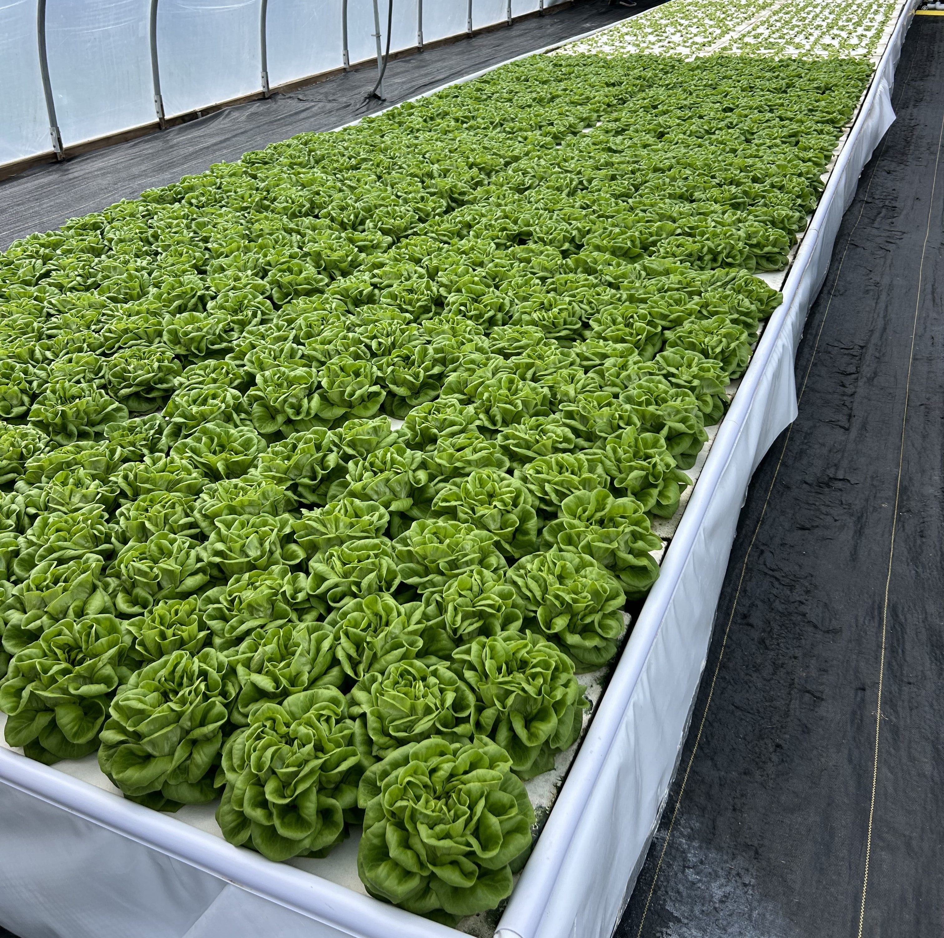 green butter lettuce production