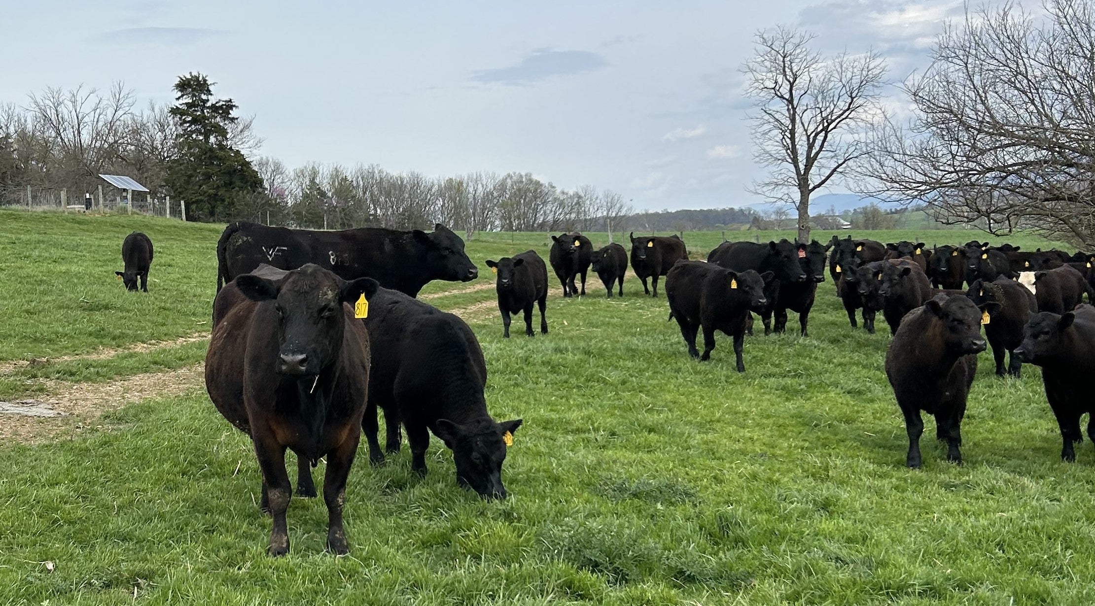 Beef cattle