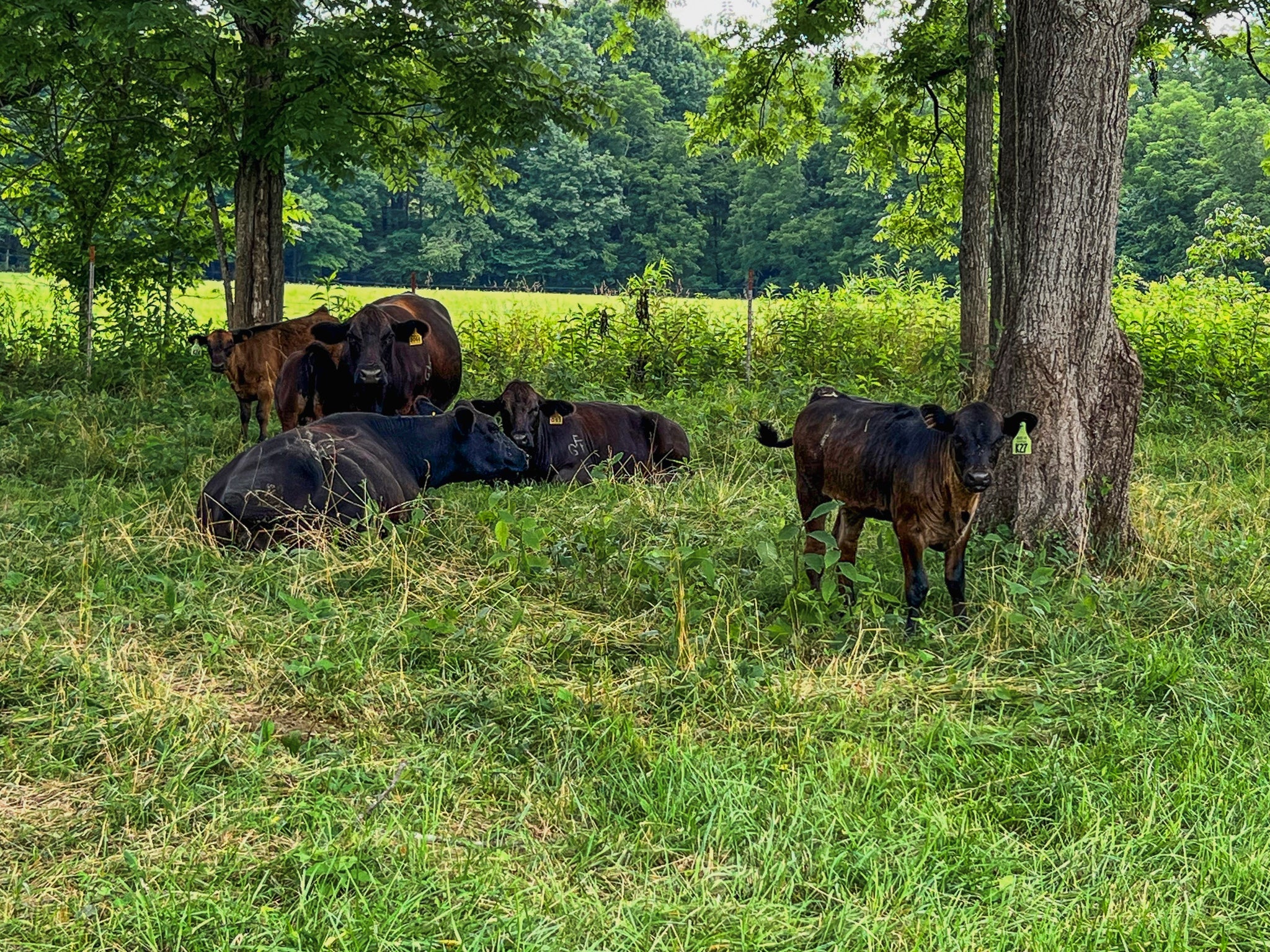 black angus cattle